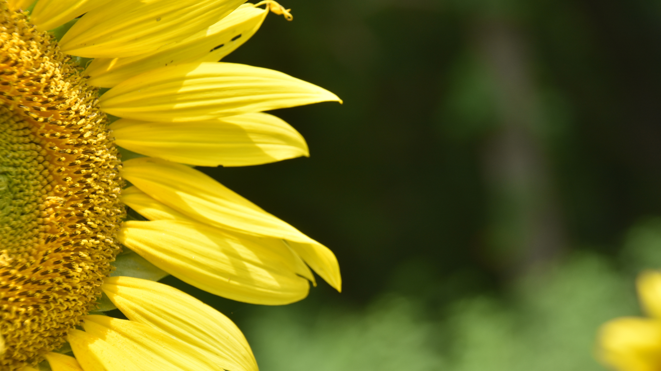 sunflower close up