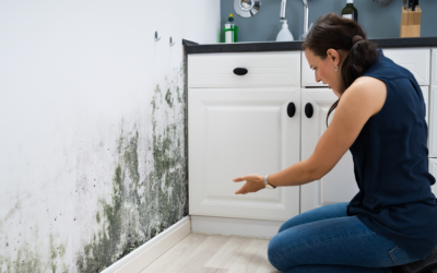 Beat the Mold Before It Beats Your Belongings: Must-Know Tips