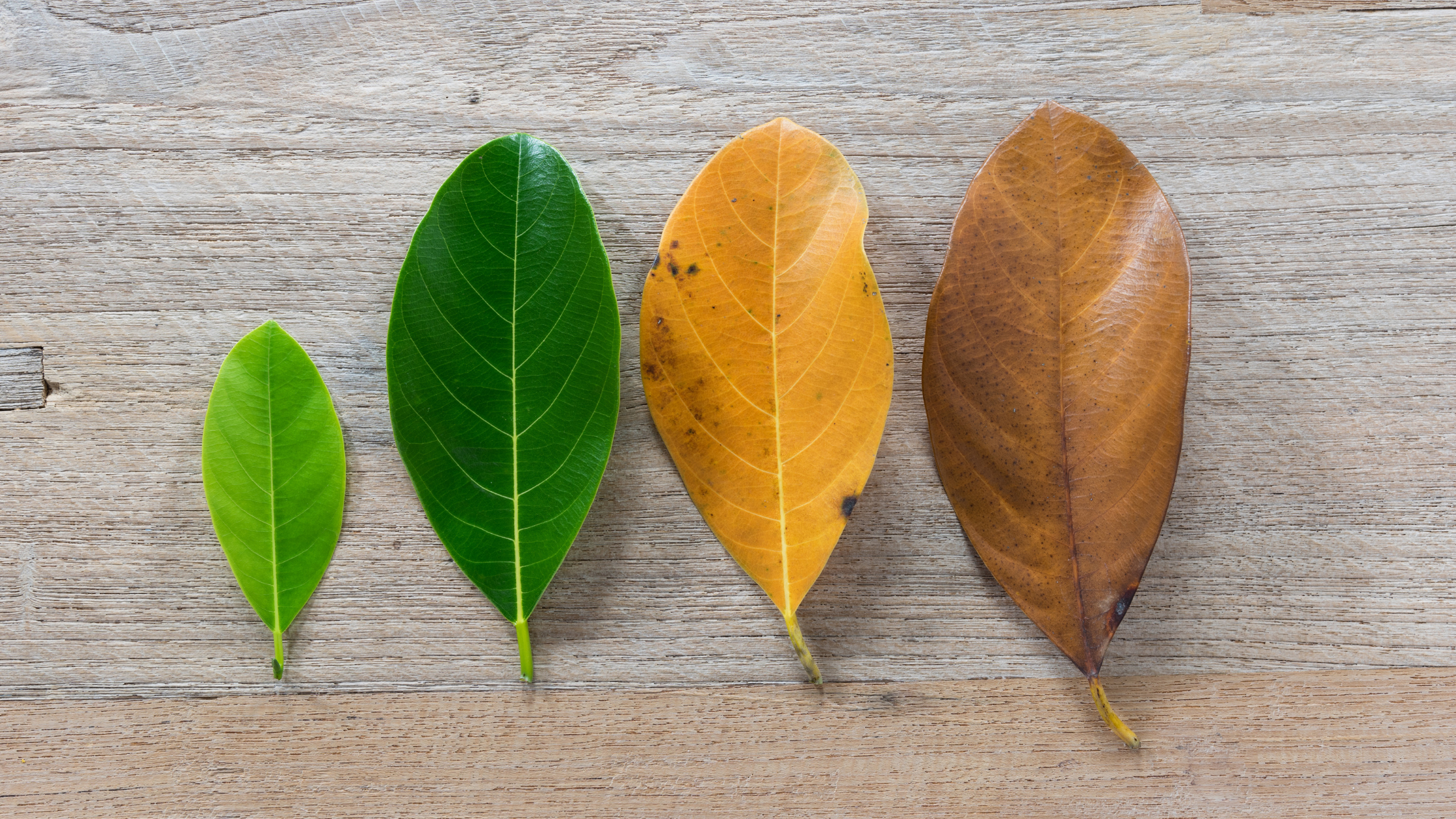 2 green leaves and a yellow leaf and brown leaf 