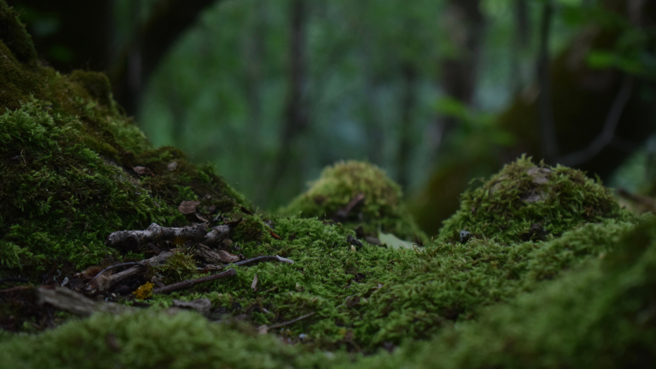 close up of mossy ground in the forrest